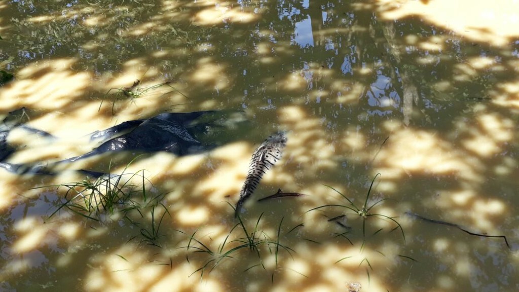 Impactos sobre aguas y peces.